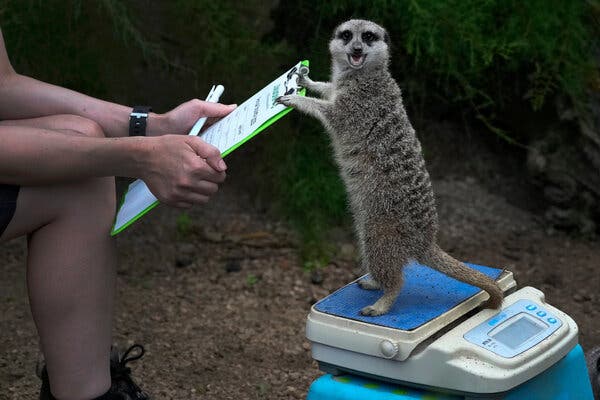 18 Captivating Animal Images to Spark Student Curiosity