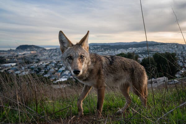 Capturing San Francisco’s Urban Coyotes: A Photographer’s Journey