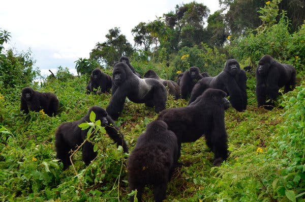 Encountering a Mountain Gorilla: Essential Tips for Your Safety