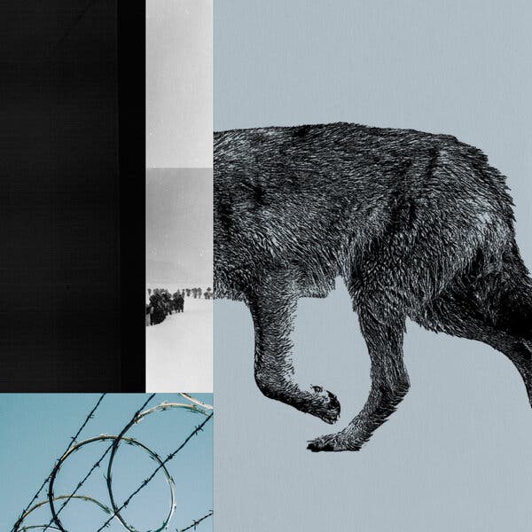 Europe’s Wolves: Navigating Borders, Politics, and Conservation Challenges