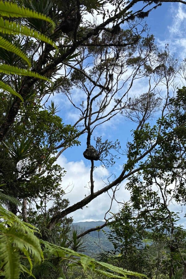 Fiji’s Squamellaria Plant Cultivates Unique Multi-Species Ant Habitats