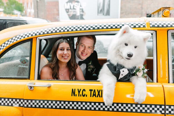 From Childhood Friends to Viral Sensation: The Story of a Beloved Samoyed