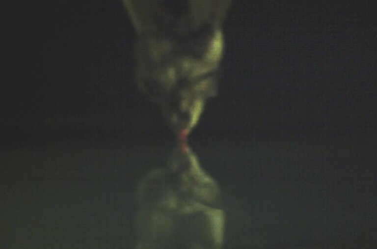 The most common method for bats to drink involves skimming the water surface while flying.