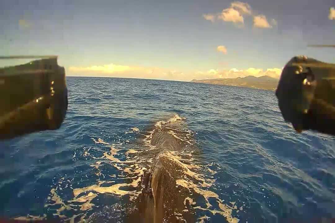 Innovative Drone Technique Advances Sperm Whale Research with Minimal Disturbance