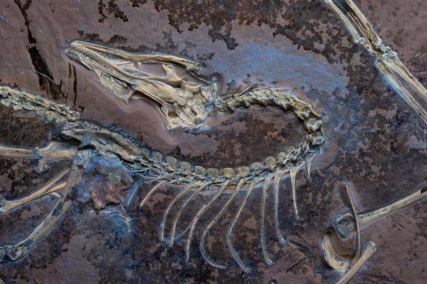 Ultraviolet light reveals the three-dimensional integrity of the non-avian dinosaur Archaeopteryx fossil, known as the Chicago Archaeopteryx, showcasing exceptional preservation.