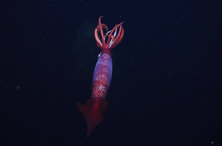 Rare Antarctic Squid Captured on Video for the First Time in Its Natural Habitat