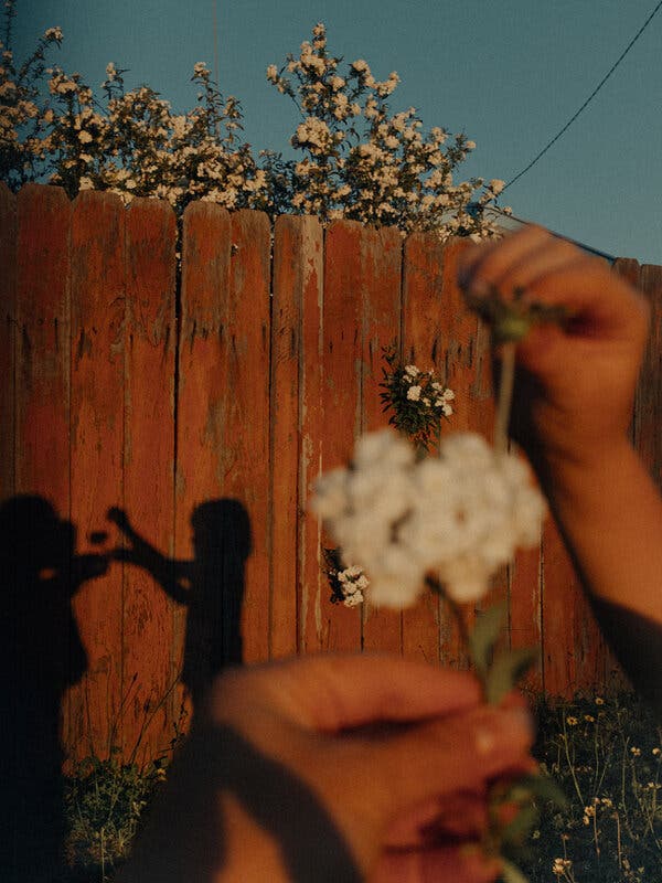 Rethinking Boundaries: The Unexpected Life of a Privacy Fence
