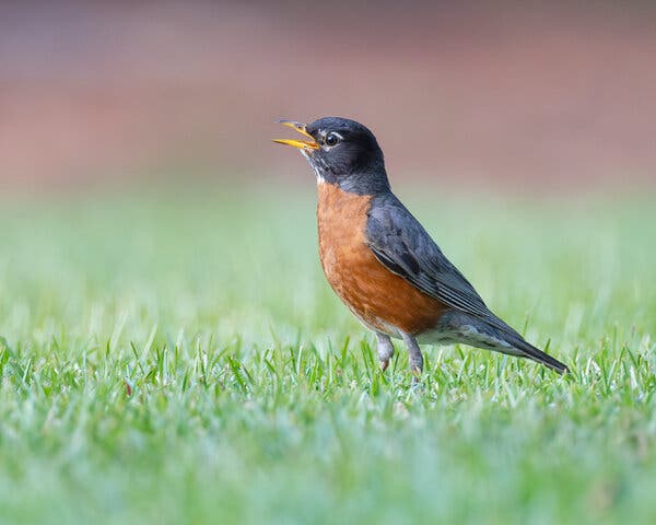 Slowing Down for Spring's Vulnerable Wildlife
