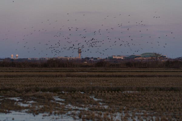 Muan International Airport, site of the December Jeju Air Flight 2216 crash, is located adjacent to bird-populated wetlands.