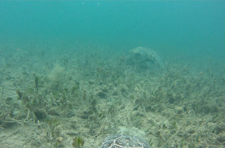 The Global Spread and Impact of Intensifying Marine Heat Waves