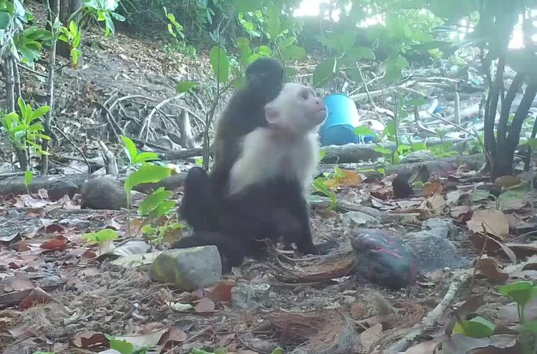 Unusual Behavior: Capuchin Monkeys Abduct Infant Howler Monkeys on Panamanian Island